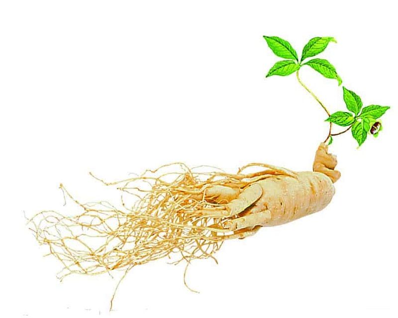 Khám phá hành trình của một cây sâm tại JS DREAM