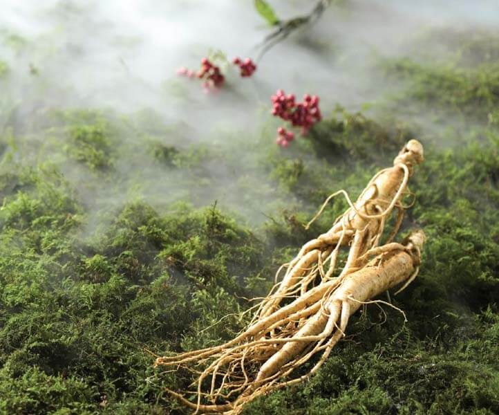 Gumsan: Quê Hương của Hồng Sâm Hàn Quốc