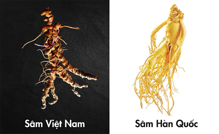 So sánh Hồng Sâm Hàn Quốc 6 tuổi và Sâm Ngọc Linh của Việt Nam